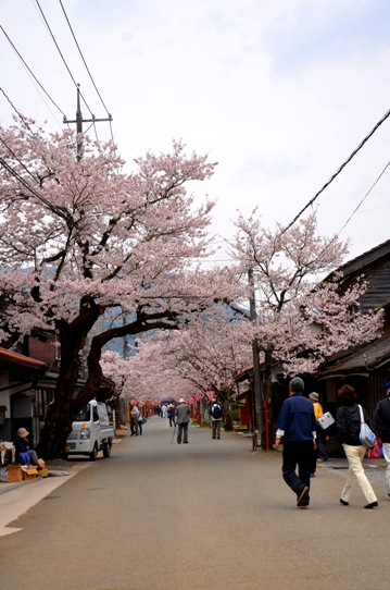 がいせん桜3771.jpg