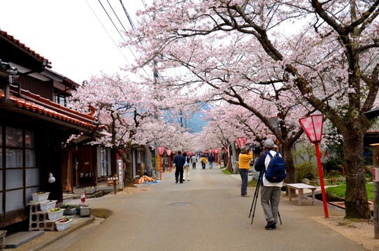 がいせん桜3776.jpg