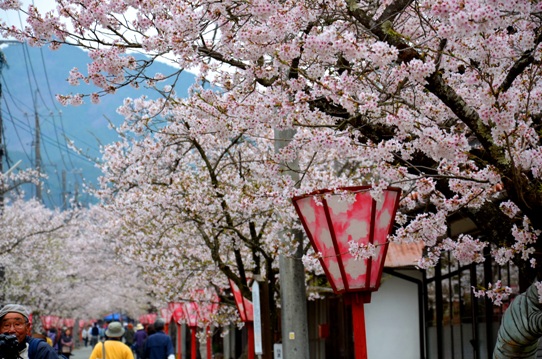がいせん桜3781.jpg