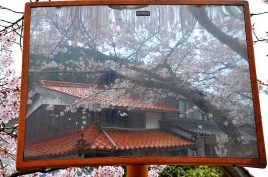 がいせん桜3782.jpg