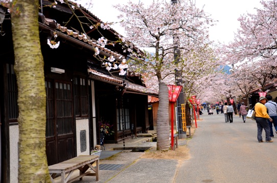 がいせん桜3784.jpg