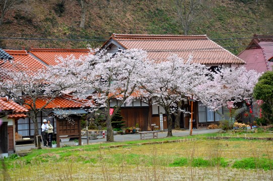 がいせん桜3794.jpg