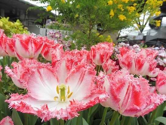 とっとり花回廊1320118.jpg