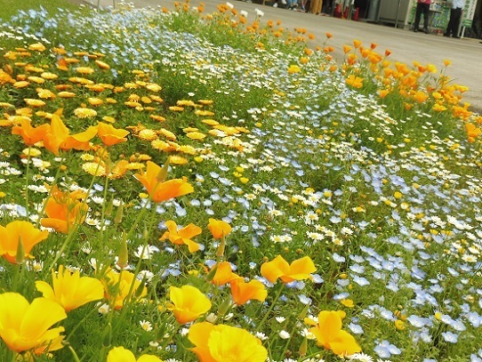 とっとり花回廊1320120.jpg
