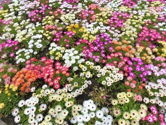 とっとり花回廊1320125.jpg