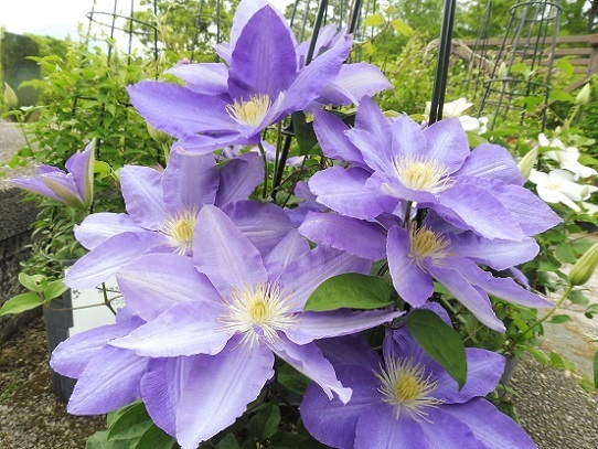 とっとり花回廊1320141.jpg