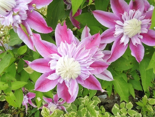 とっとり花回廊1320147.jpg