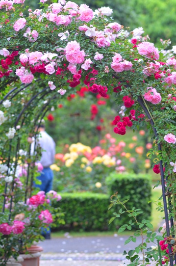とっとり花回廊のバラ園2457.jpg