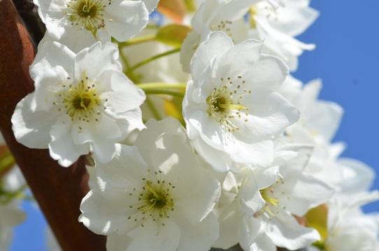なしの花1123.jpg