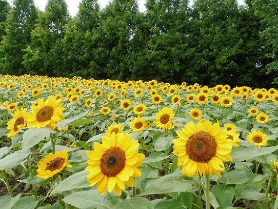 ひまわり1290132.jpg