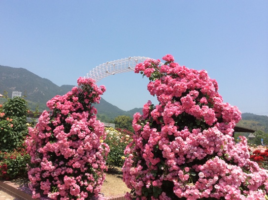 よしうみバラ公園0587.jpg