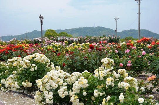 よしうみバラ公園4764.jpg