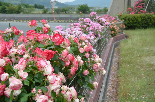 よしうみバラ公園4790.jpg
