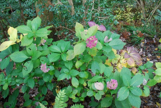 アジサイ0029箱根2010.jpg
