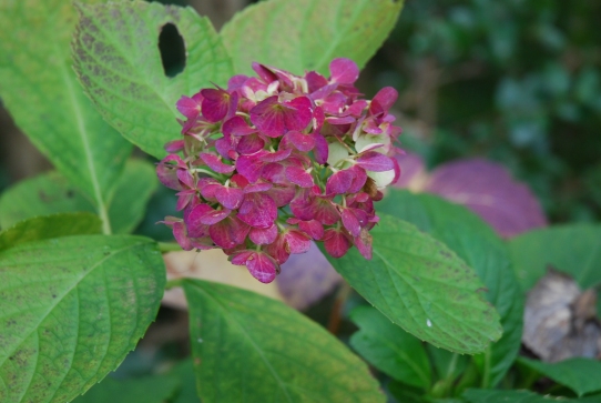 アジサイ0030箱根2010.jpg