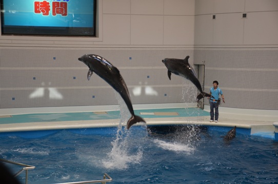 イルカのジャンプ2041.jpg