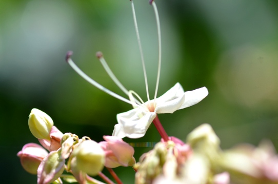 クサギ・牧野植物園5764.jpg