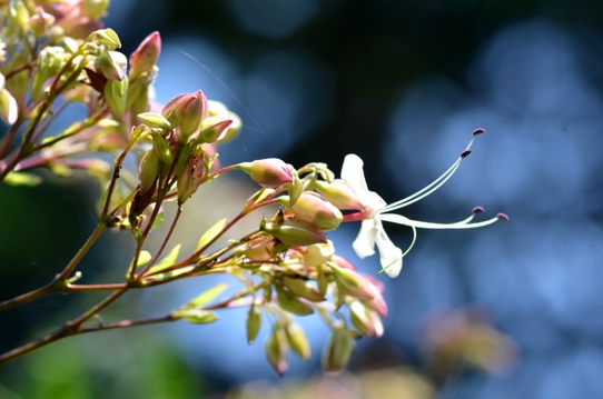 クサギ・牧野植物園5765.jpg
