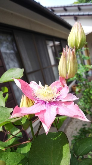 クレマチス0088.jpg