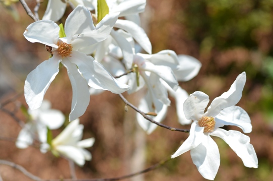コブシの花1747.jpg