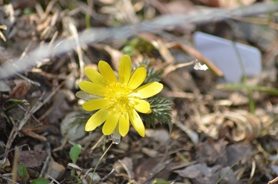 シコクフクジュソウ7049.jpg