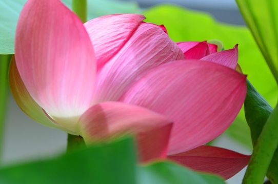 ハス・桜蓮2871.jpg