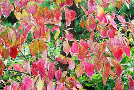 ハナミズキの紅葉0217・2010.jpg