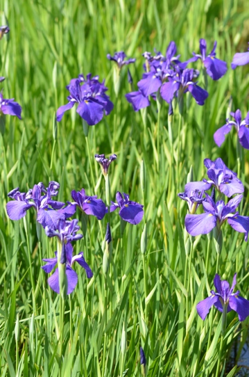 バラ園の花菖蒲4836.jpg