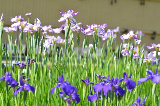 バラ園の花菖蒲4838.jpg