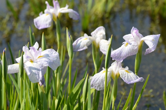 バラ園の花菖蒲4841.jpg
