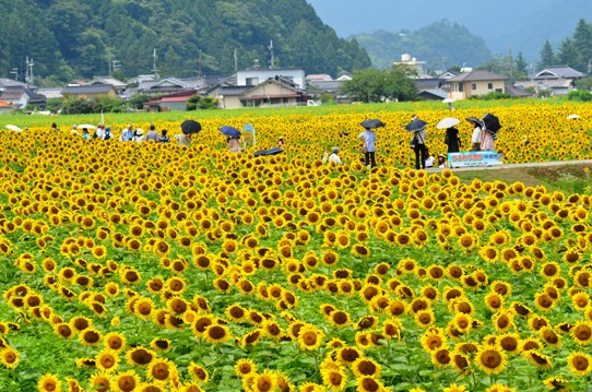 ヒマワリの海で5581.jpg