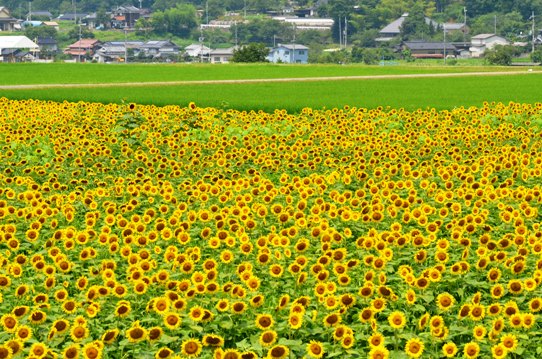 ヒマワリの海で5583.jpg
