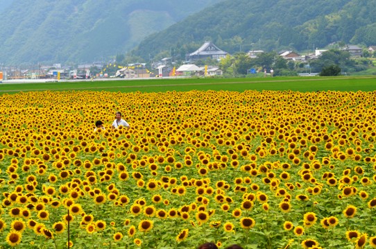 ヒマワリの海で5625.jpg