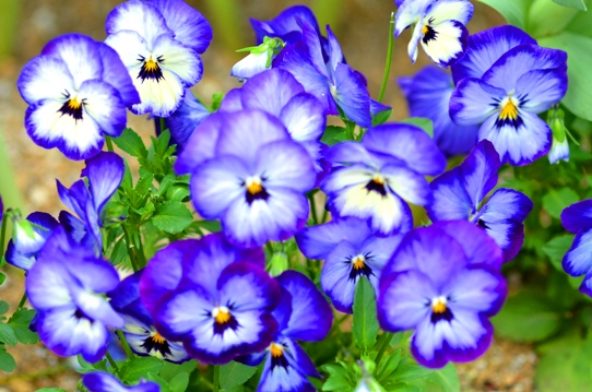 ビオラ・花回廊4037.jpg
