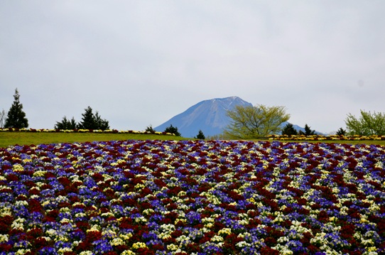ビオラ・花回廊4130.jpg