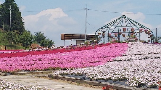 ペチュニア0622.jpg