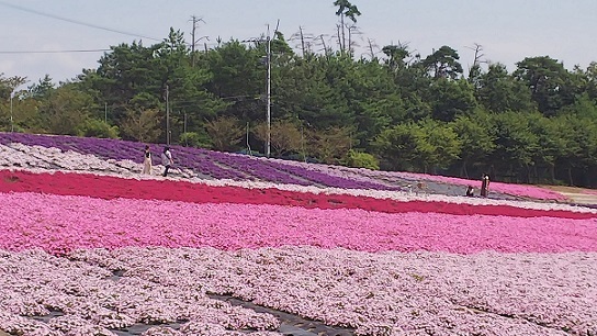 ペチュニア0641.jpg