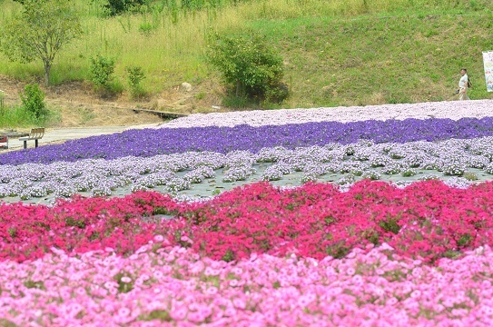 ペチュニア7350.jpg