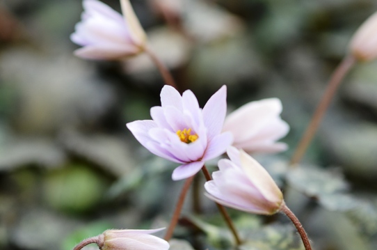 ユキワリイチゲ3284.jpg
