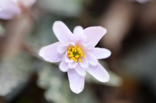 ユキワリイチゲ3285.jpg