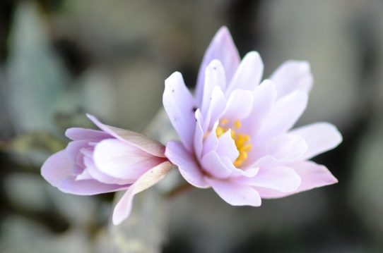 ユキワリイチゲ3286.jpg