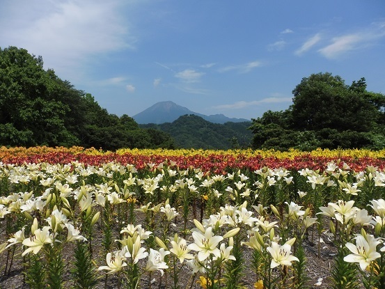 ユリと大山1100104.jpg
