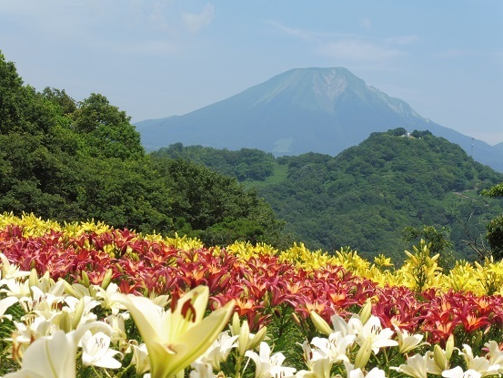 ユリと大山1100128.jpg