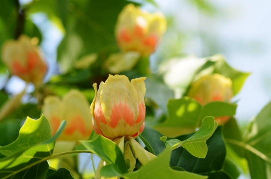 ユリノキの花1937.jpg