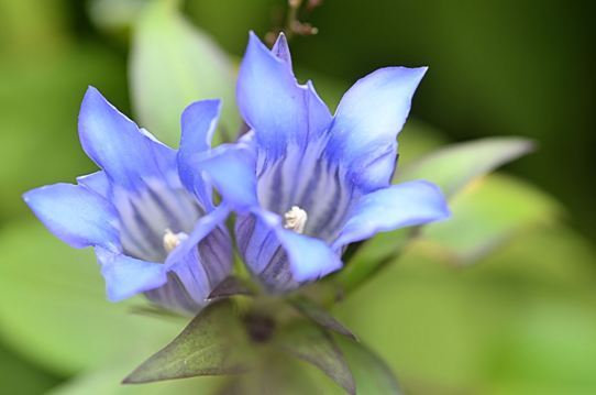リンドウ3552.jpg