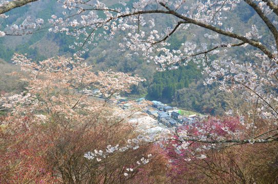 三休公園の桜0185.jpg