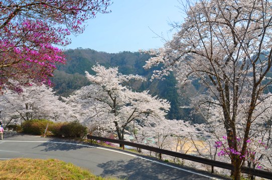 三休公園の桜0229.jpg