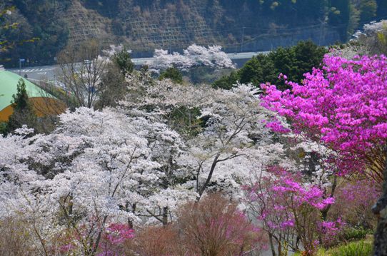 三休公園の桜0245.jpg