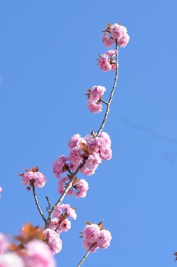 世羅ぼたん櫻7270.jpg