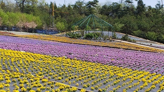 世羅ビオラ0020.jpg